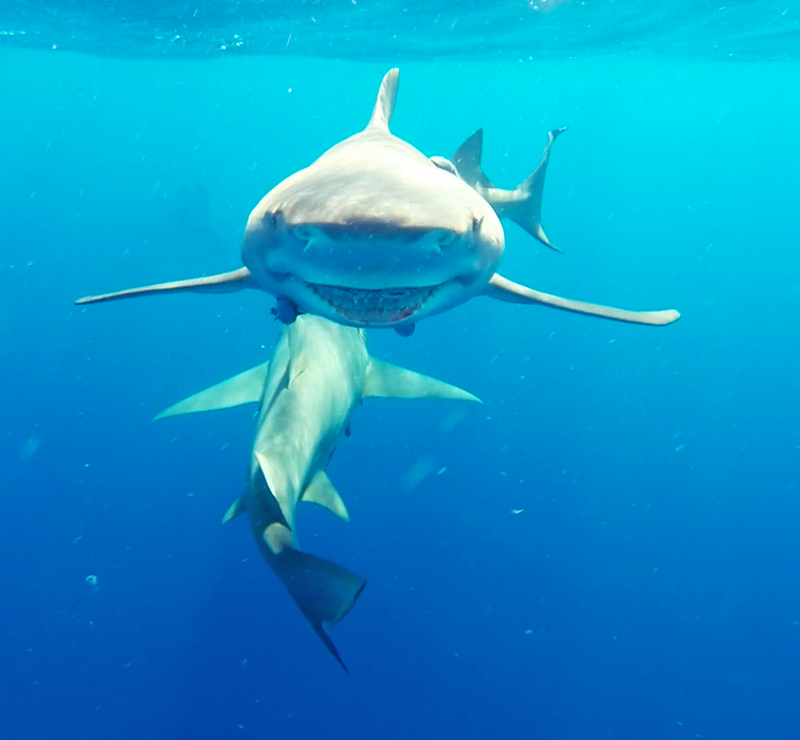 Illustration for article titled Fun with Sharkies
